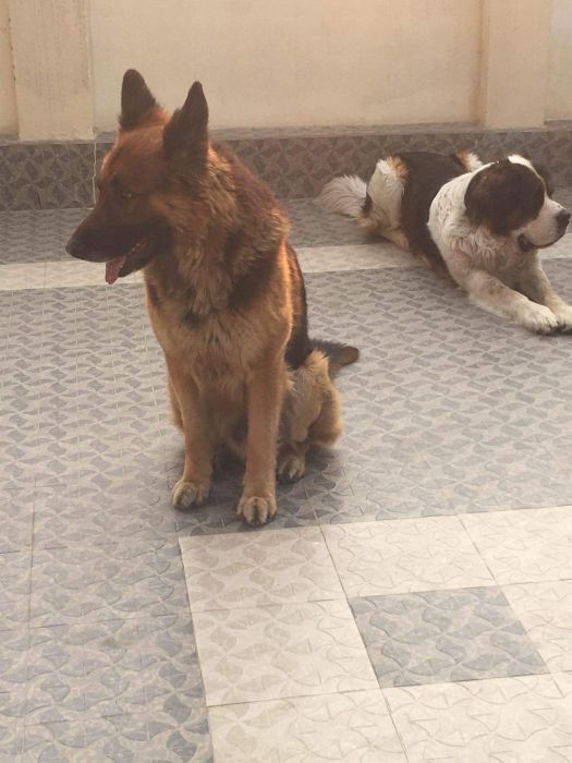 Flat for rent in Sattungal (Chandragiri-12), Kathmandu