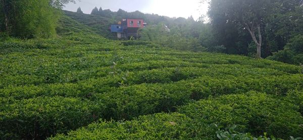 Land in the queen of hills kanyam,ilam