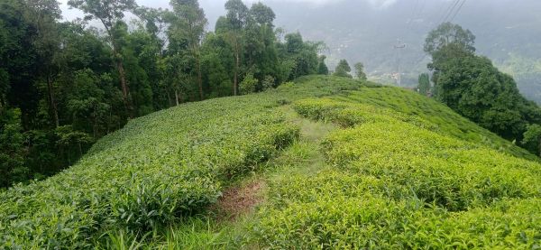 Land in the queen of hills kanyam,ilam