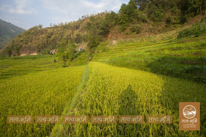6 Ropani Land On Sale at Thaprek, Nuwakot