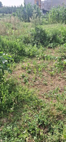 Jagga bikrima ,, emergency sasto ma if chadai contact garema