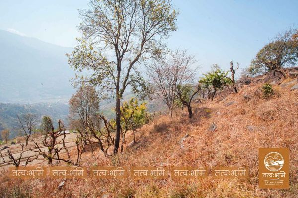 12 Ropani land for sale Kabilash, Nuwakot.