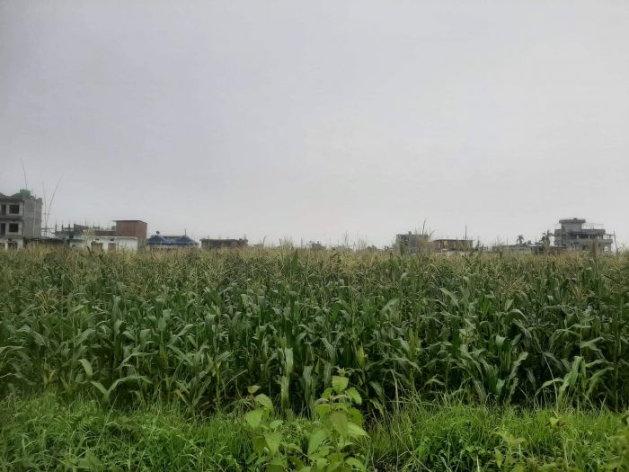 Potential Land for sale in Belbari, Morang