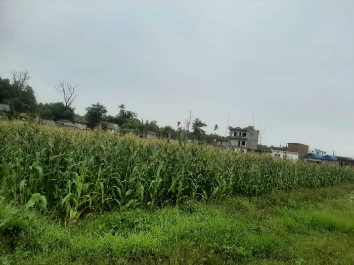 Potential Land for sale in Belbari, Morang