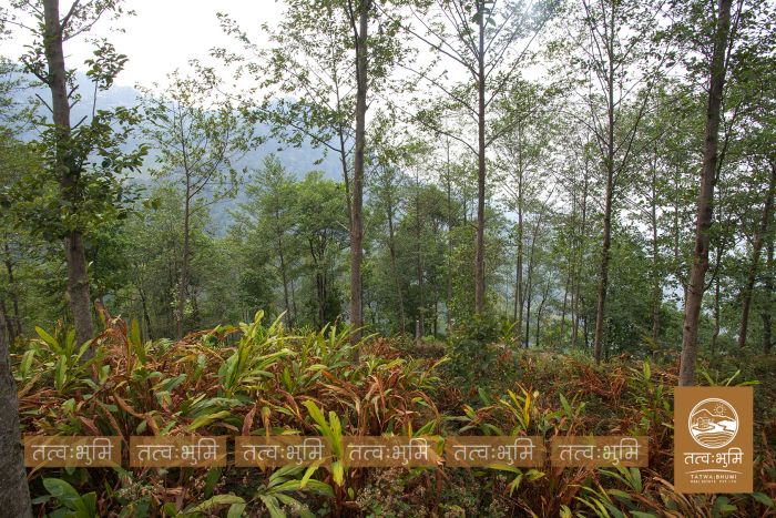 5 Ropani land in Ranipauwa for Sale