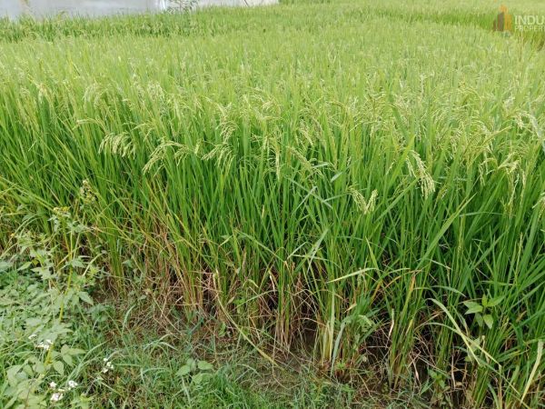 Land On Sale at Lamatar,  Lalitpur