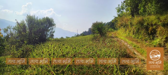 7 Ropani Land On Sale at Karki Dara, Nuwakot