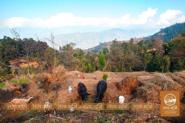 6 Ropani Land On Sale at KhariBhanjyang , Nuwakot.