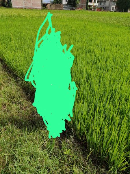 Nice and lovely land in bhaktapur 