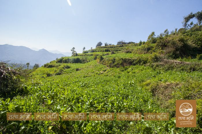 1 Ropani Land On Sale at Okharpauwa, Nuwakot