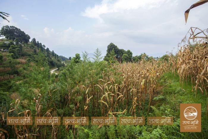 7 Ropani Highway Touched land Sale in 35 Kilo.