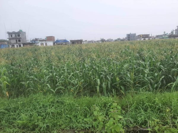 Potential Land for sale in Belbari, Morang