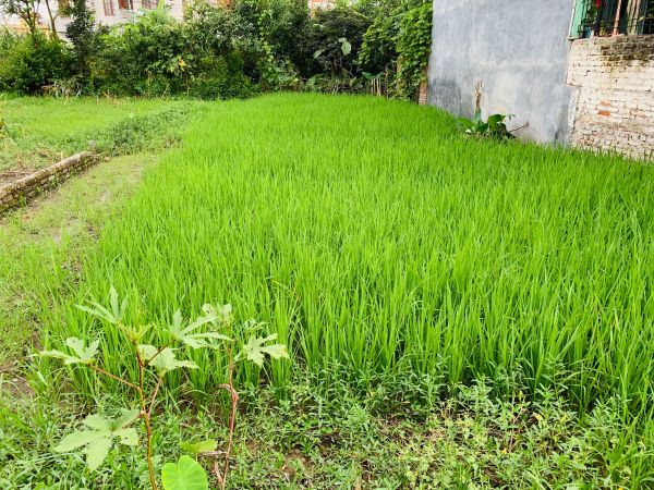 5 Aana land on sale at extremely low price in Bhaisepati, Lalitpur.