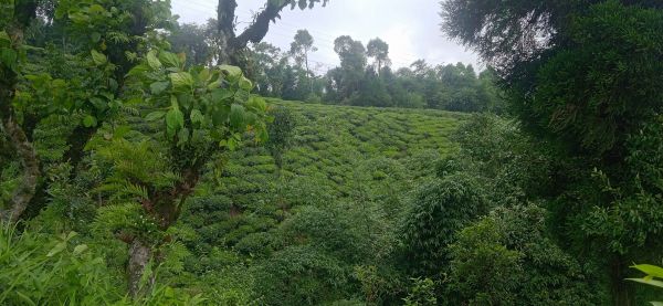 Land in the queen of hills kanyam,ilam