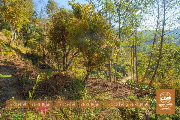 1 Ropani land for sale in KhariBhanjya - Nuwakot.