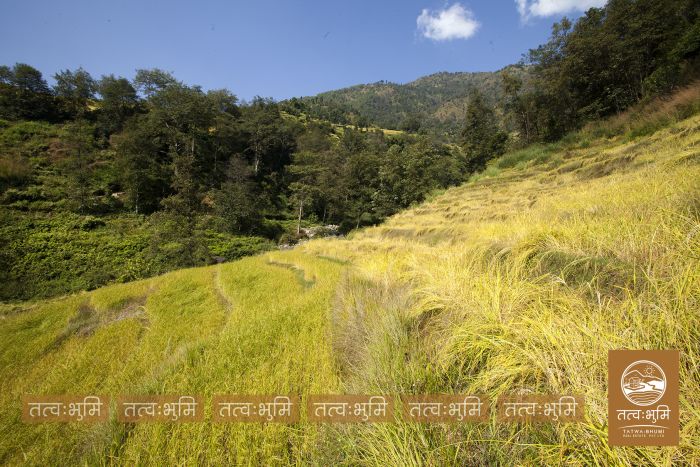 18 Ropani land on Sale at Mulabari, Nuwakot