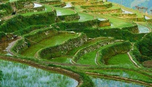 dhan khet 1lakh 50 hajar prati ropani