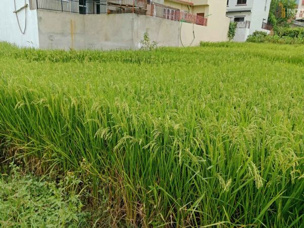 Land On Sale at Lamatar,  Lalitpur