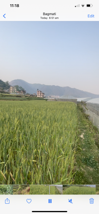 Godavari  Single plot 26 Anna, Land for sale - Negotiable