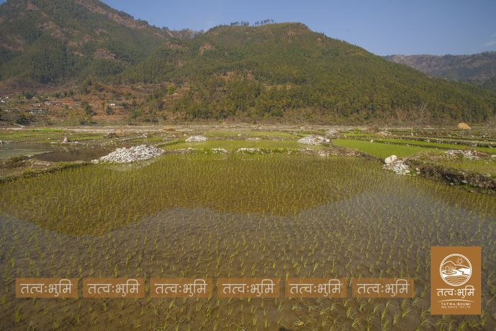 2 Ropani land near Chahare, Nuwakot on Sale