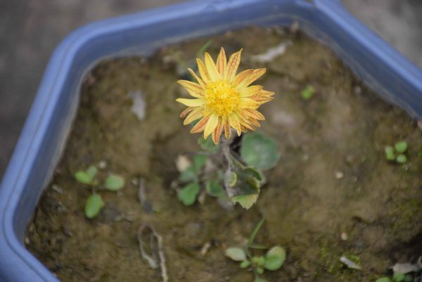 Commercial Building G+1 with 10+ rooms and big shade area