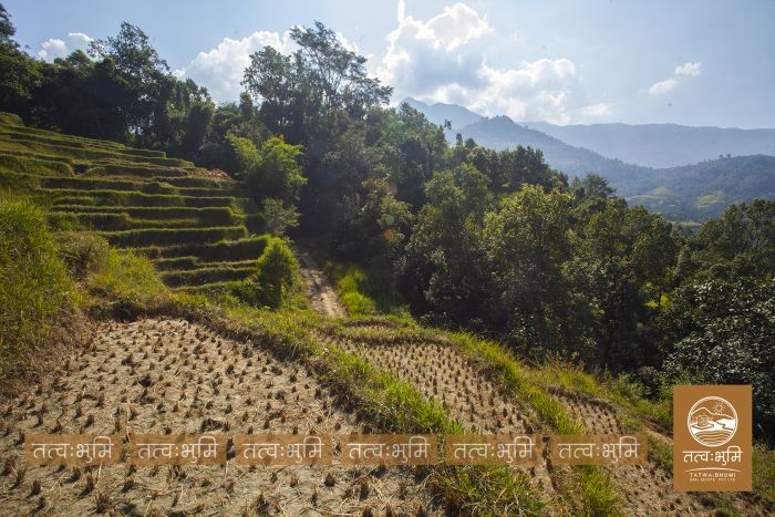 6 Ropani land on Sale at Mulabari, Nuwakot.