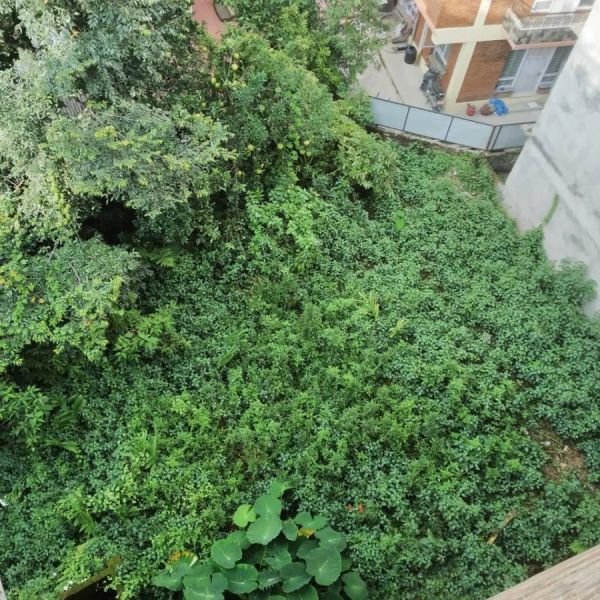 Land in Lazimpat @ 40 Lakh per aana near Uttardhoka