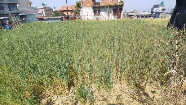 Land On Sale at Lubhu