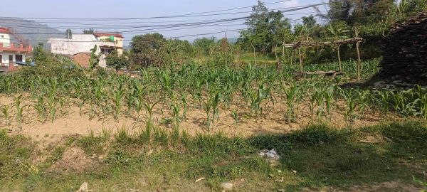 HOUSE FOR SALE IN JAMUNE, TANAHUN.