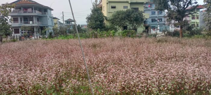 Land for Sale Near Valmiki School.