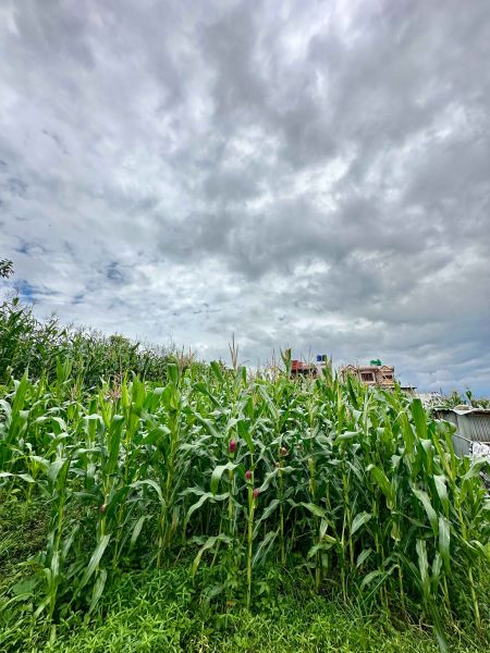 Residential Land on sell at Machhegaun, Bhakteparti, KTM