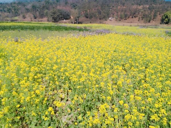 Fertile Land for Rent