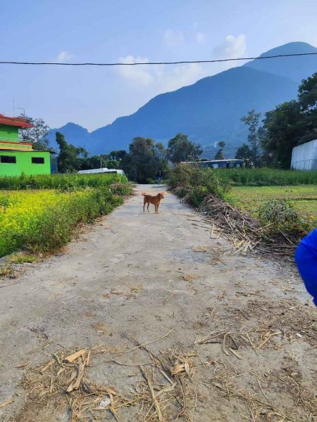 Land in Bhatkepati Kirtipur