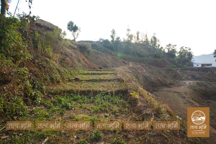11 Ropani land near Chahare, Nuwakot on Sale.