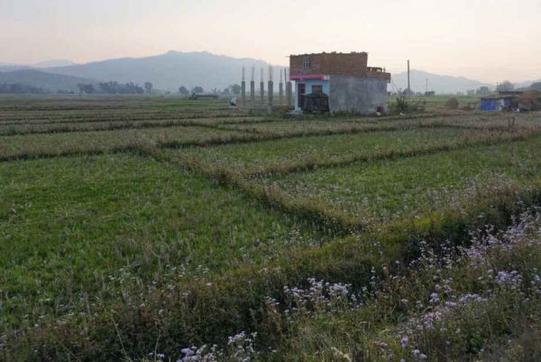 Samakhushi Land on Rent