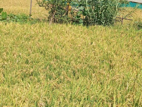 Land on sale at Thaiba, Lalitpur