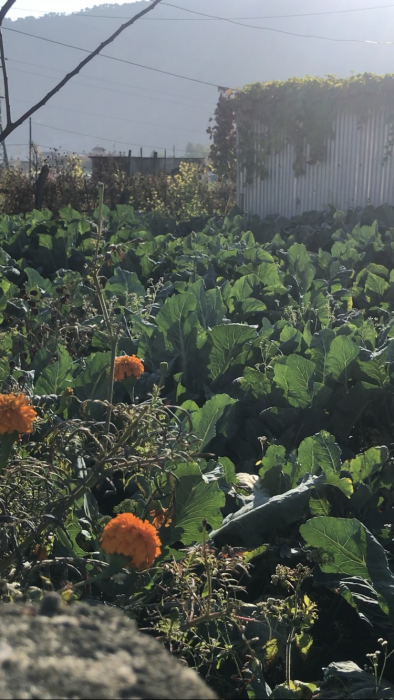 Land (plus house) for Sale