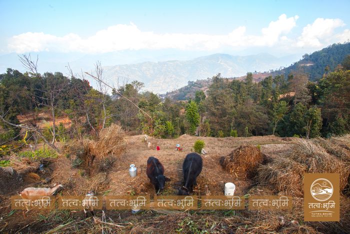 6 Ropani Land On Sale at KhariBhanjyang , Nuwakot