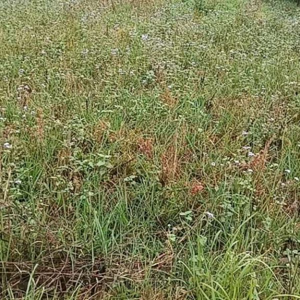 Chitwan, 7 dhur land near highway, khaireni ward 1. Near highway