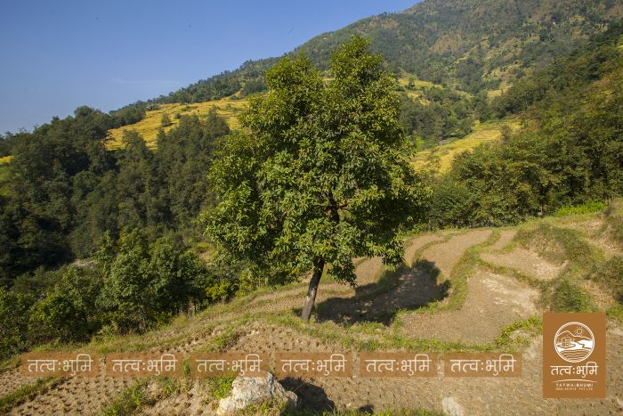 6 Ropani land on Sale at Mulabari, Nuwakot.