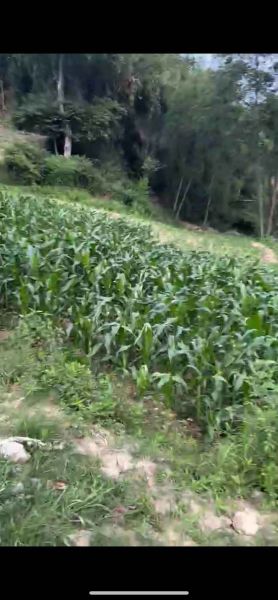 CHEAPEST LAND IN THAIBA