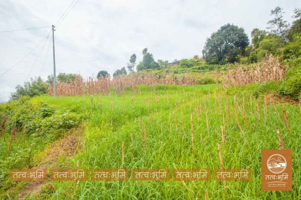 12 Ropani land for sale in Kabilash - Nuwakot.