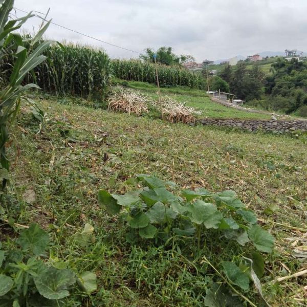 6.5 Anna land for sale in kirtipur 