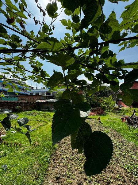 2 Ropani Land on Rent at Maharajgunj 2 Ropani Land on Rent at Maharajgunj