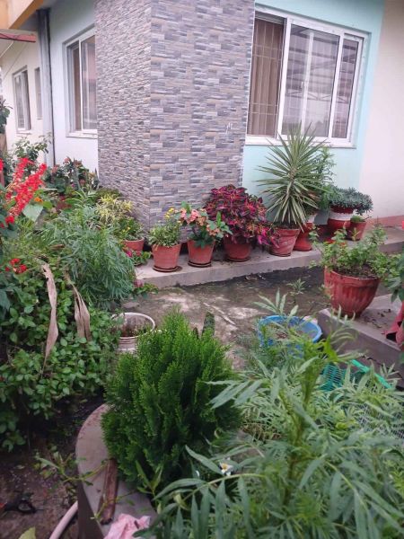 Flat rent Panga Kirtipur 