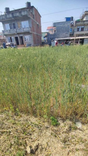 Land On Sale at Lubhu