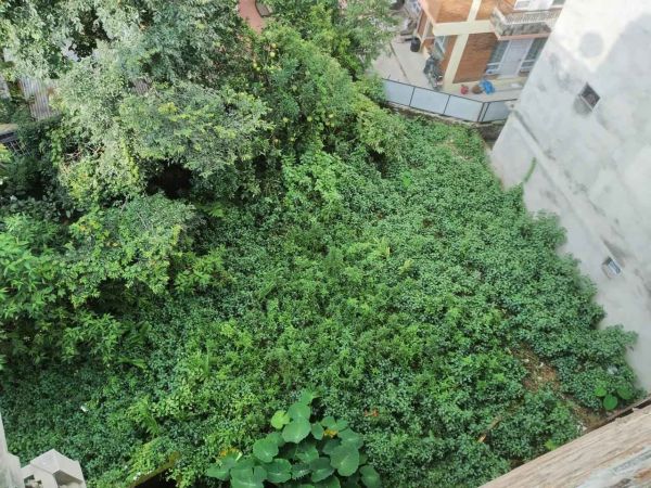 Land for sale in Lazimpat @just 40 Lakh per aana