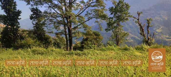 7 Ropani Land On Sale at Karki Dara, Nuwakot