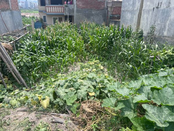 Land for sale in Bista Gaun, Harhar Mahadev, Gothatar. 4 aana 2 dam
