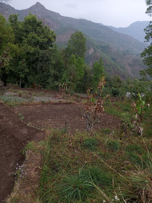 14 Ropani Land  Available for Lease for Farming in Pokhara